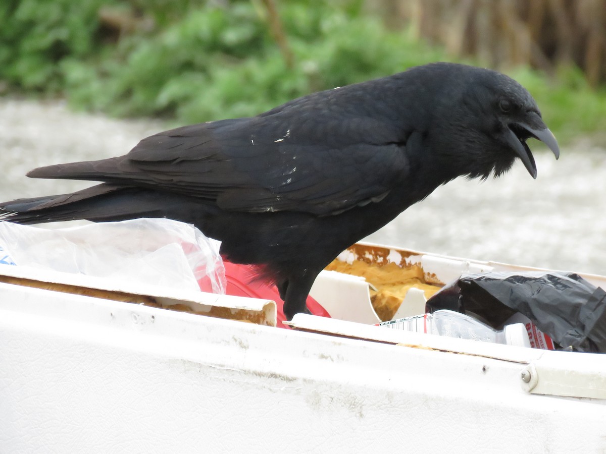 Fish Crow - ML220762001