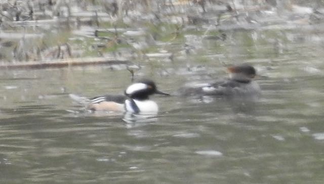 Hooded Merganser - ML220762201