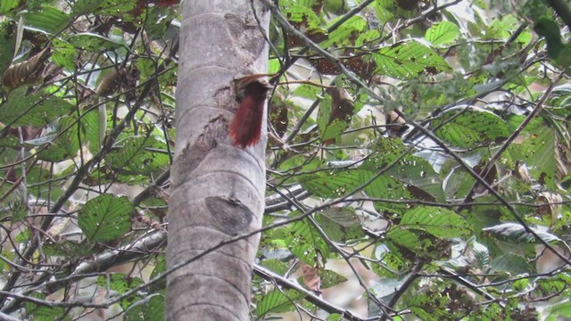 Montane Woodcreeper - ML220762791