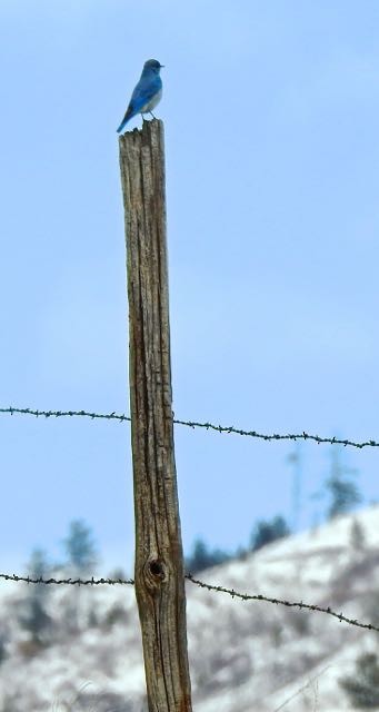 Mountain Bluebird - Vern Tunnell