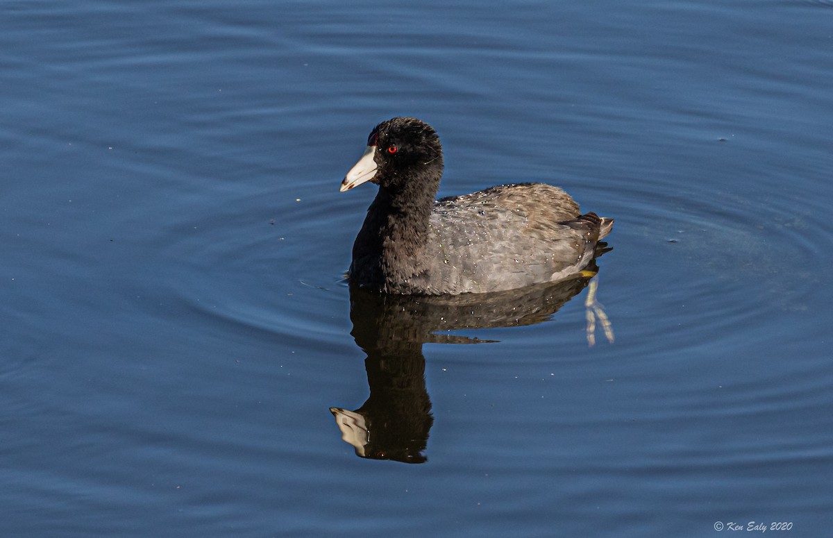 American Coot (Red-shielded) - ML220763601