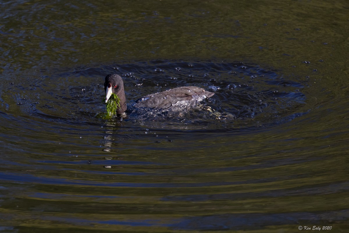 American Coot (Red-shielded) - ML220763681