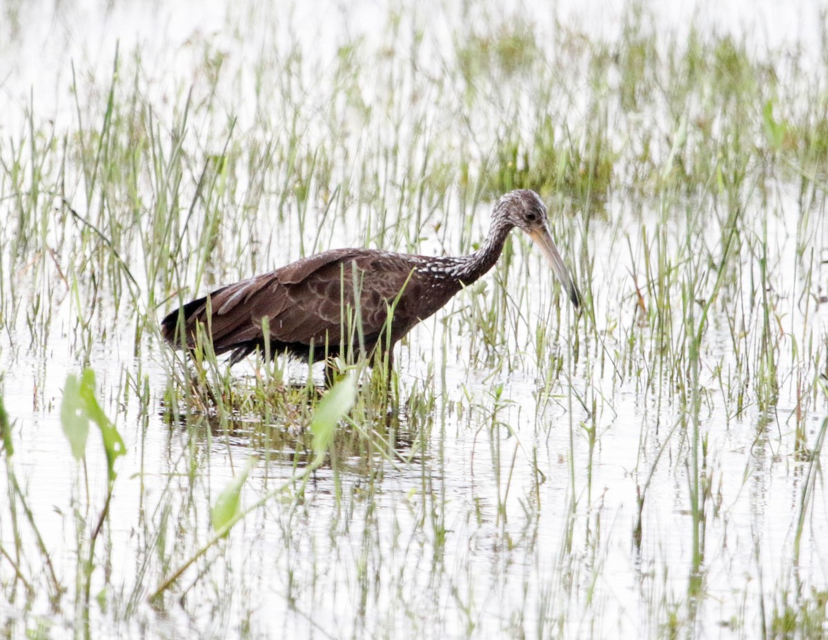 Limpkin - Tom Driscoll