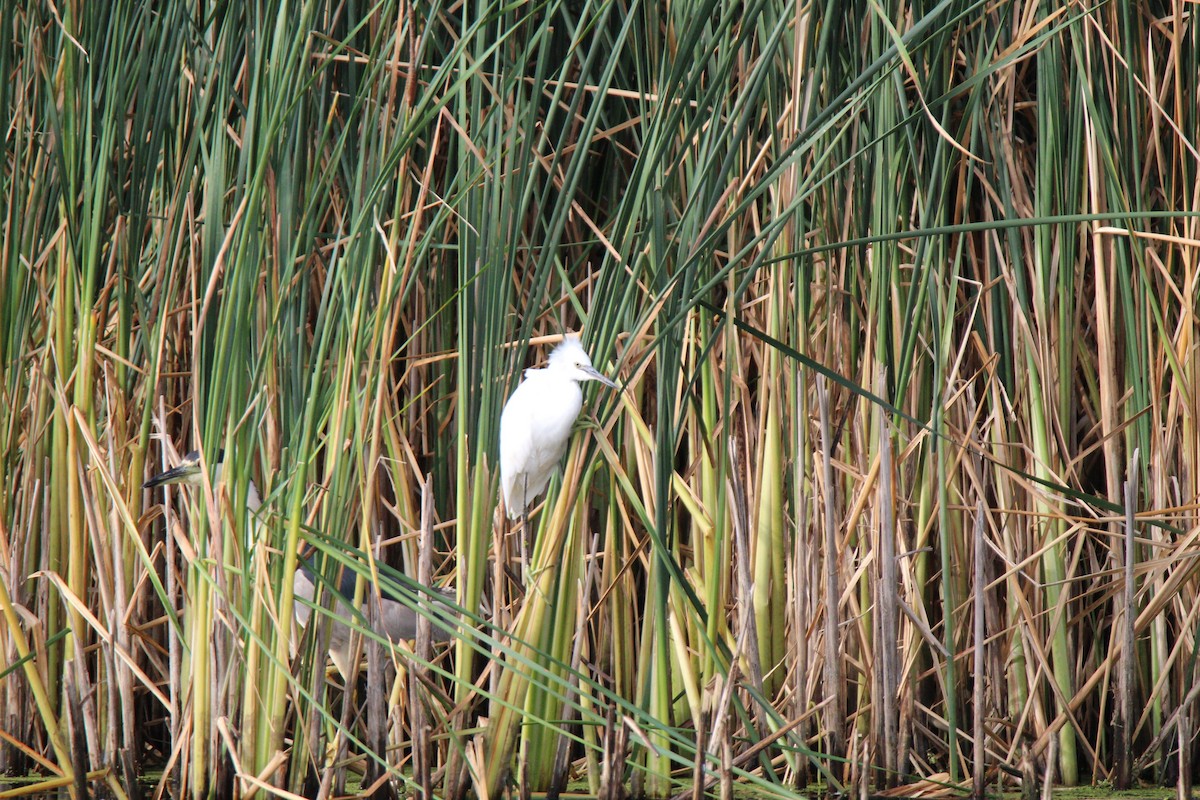 Little Blue Heron - ML220764651