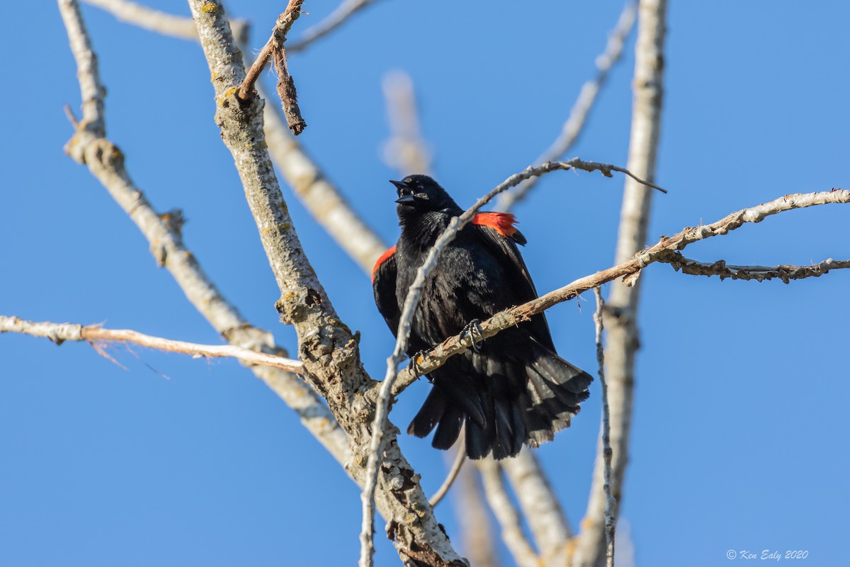 Red-winged Blackbird (California Bicolored) - Ken Ealy