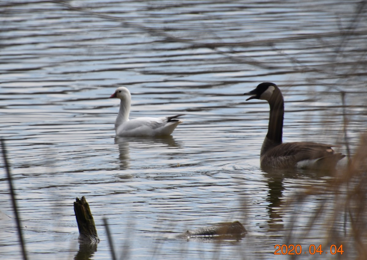 Ross's Goose - ML220764981