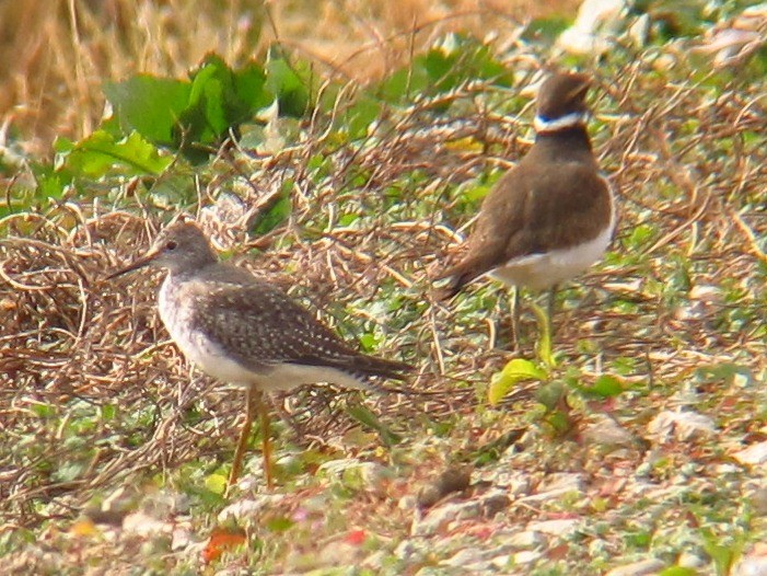 Lesser Yellowlegs - ML220767201