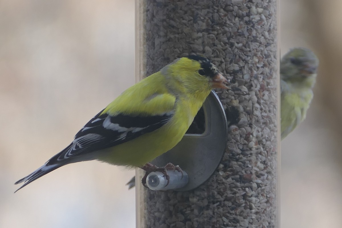 American Goldfinch - ML220767251