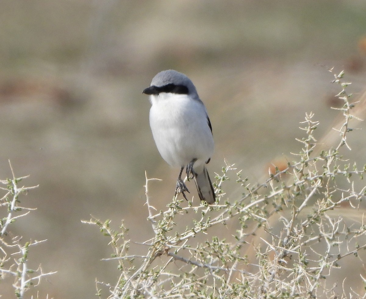 Pie-grièche migratrice - ML220767751