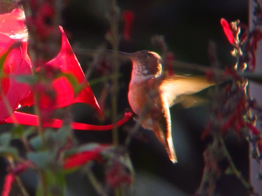 Rufous Hummingbird - ML220767831