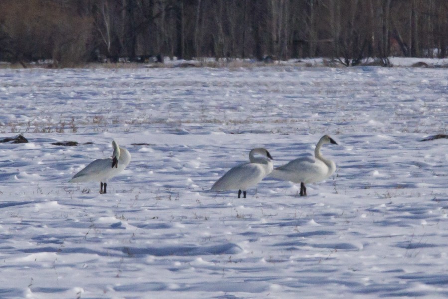 Tundra Swan - ML220769261