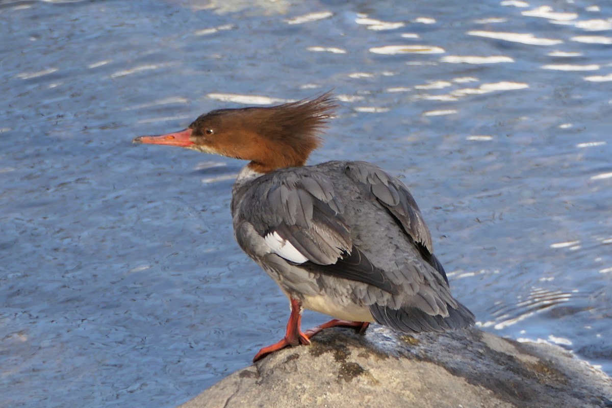 Common Merganser - Bruce Gallaher