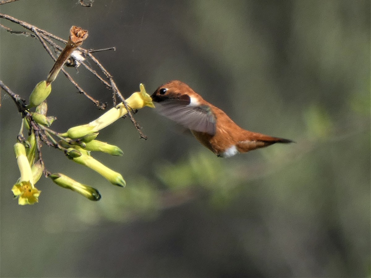 Rufous Hummingbird - ML220771571