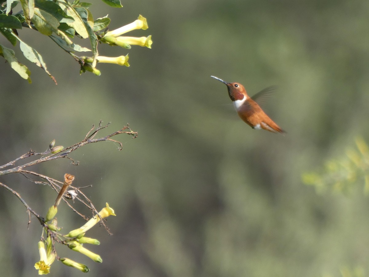 Rufous Hummingbird - ML220771581