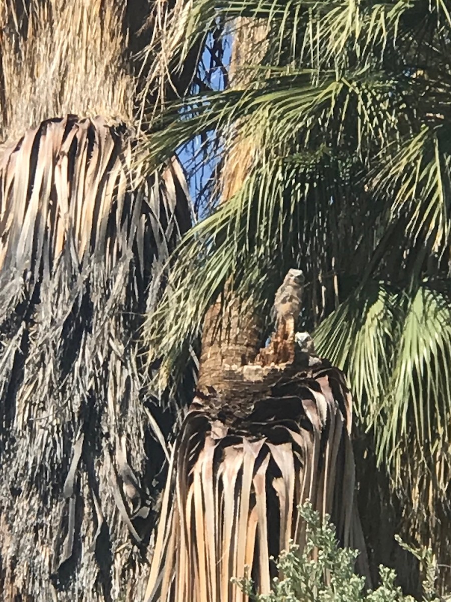 Great Horned Owl - Ken Mix