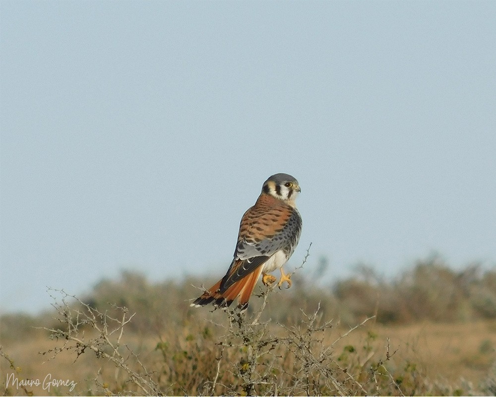 American Kestrel - ML220771721