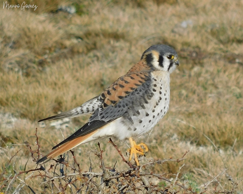 American Kestrel - ML220771741
