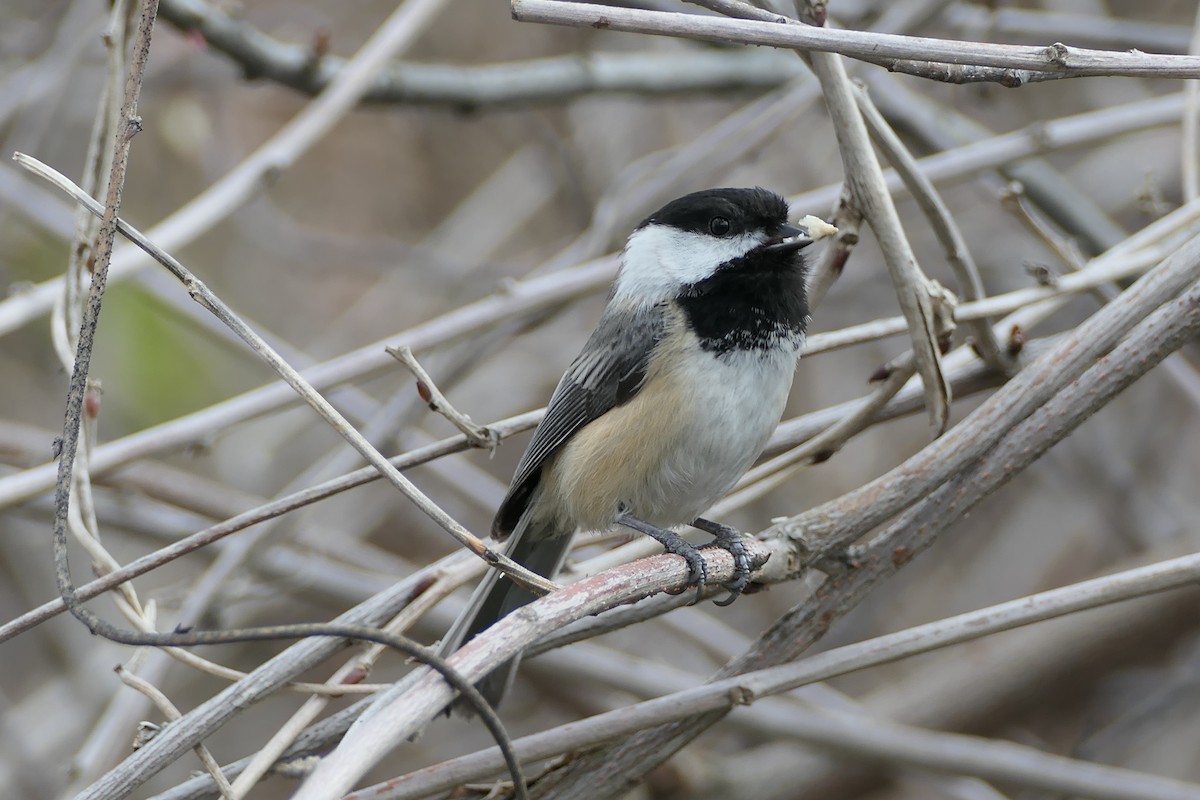 Black-capped Chickadee - ML220771821