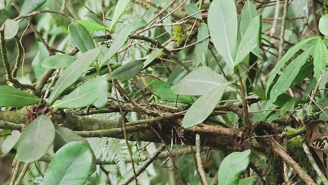 Cotinga à poitrine d'or - ML220773441