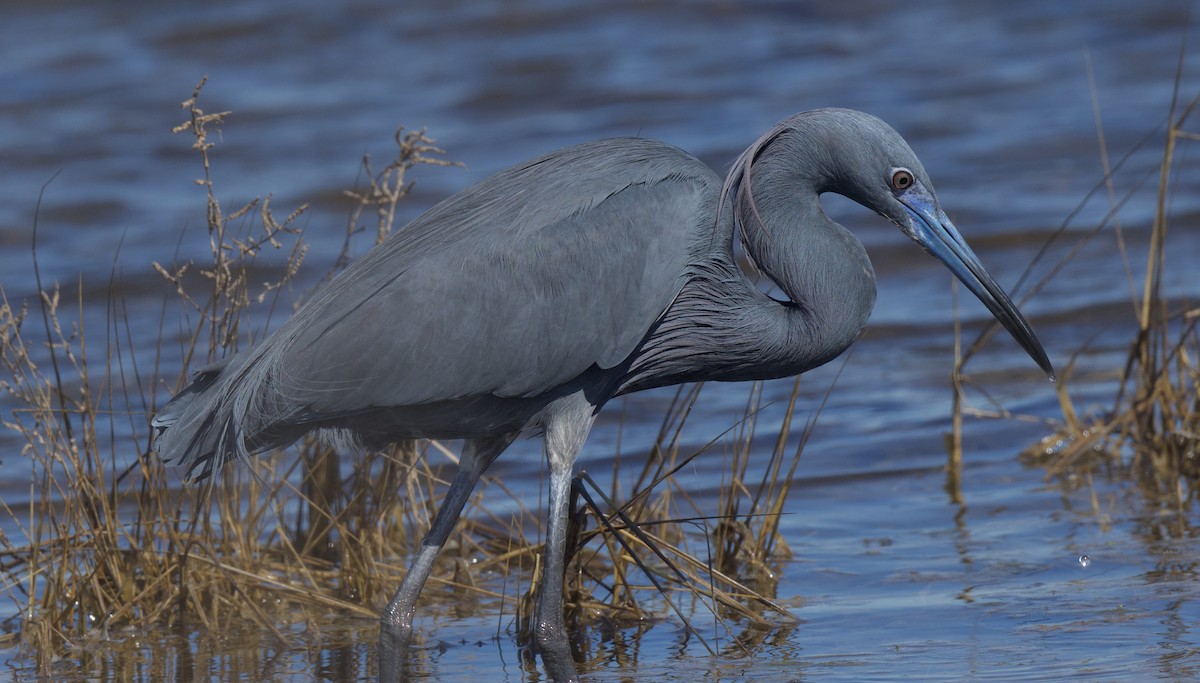 Little Blue x Tricolored Heron (hybrid) - Linda Ankerstjerne Olsen