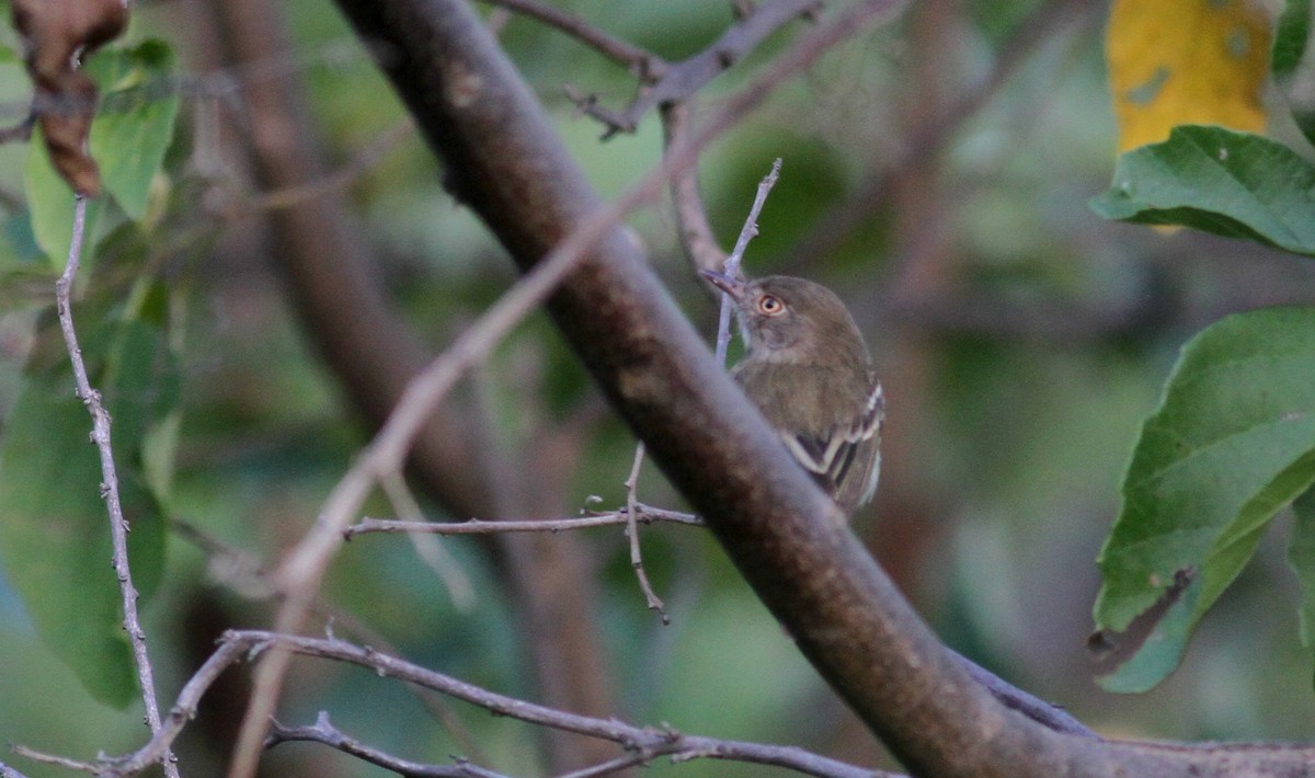 Pearly-vented Tody-Tyrant - ML22077521