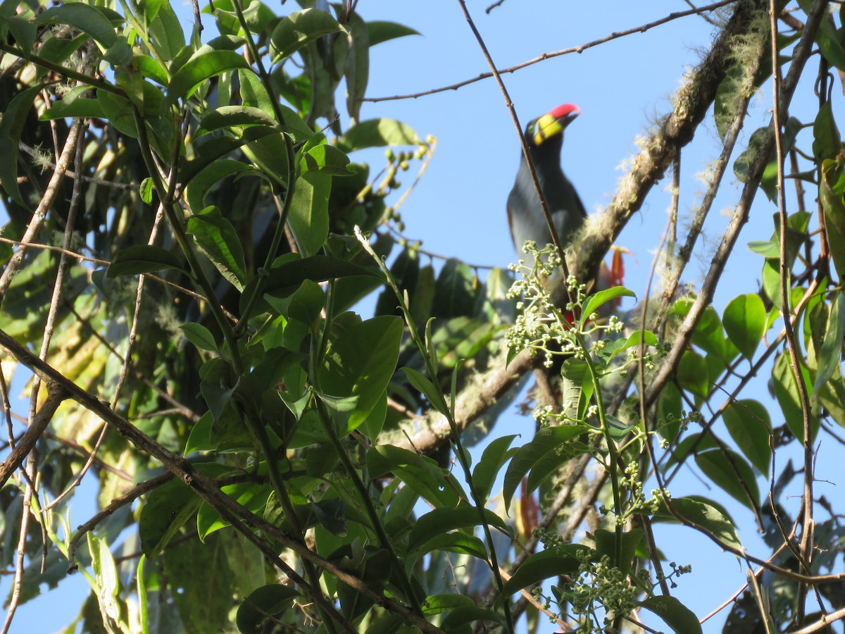 Gray-breasted Mountain-Toucan - ML220775331
