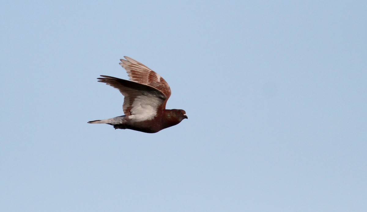 Rock Pigeon (Feral Pigeon) - ML22077541