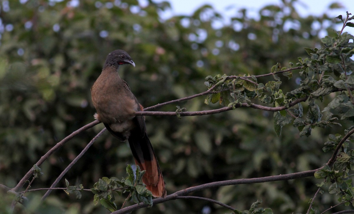 Rufous-vented Chachalaca (Rufous-tipped) - ML22077581