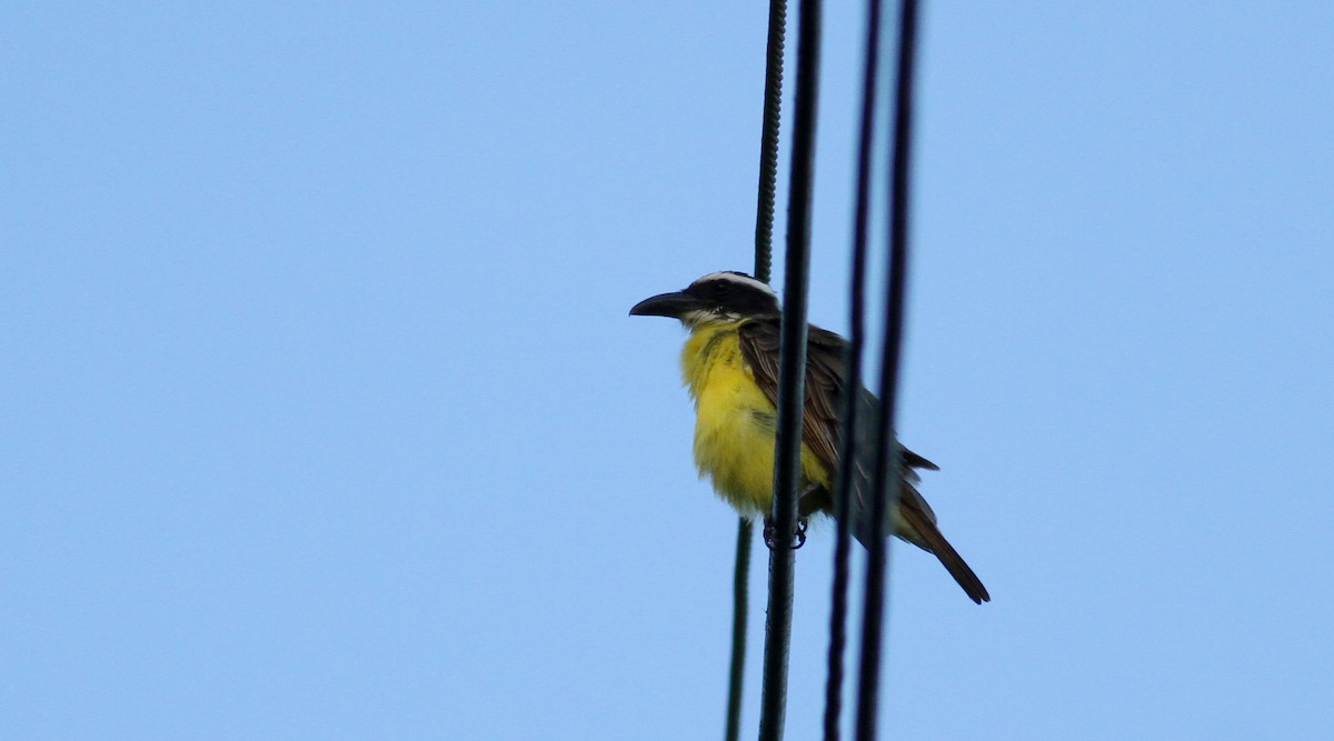 Boat-billed Flycatcher (South American) - ML22077591