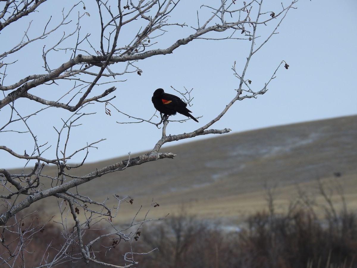 Red-winged Blackbird - ML220776071