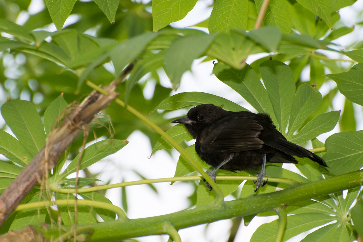 Variable Oriole - ML220776341