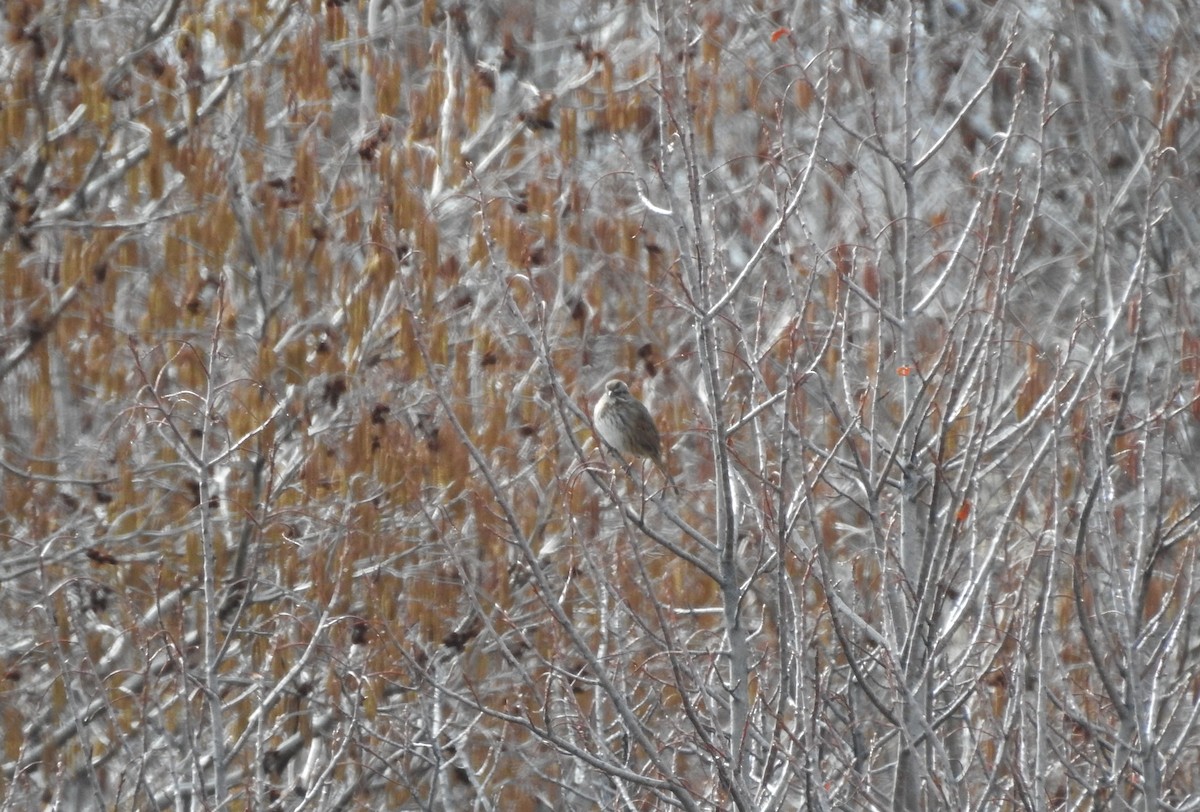 Song Sparrow - ML220776411