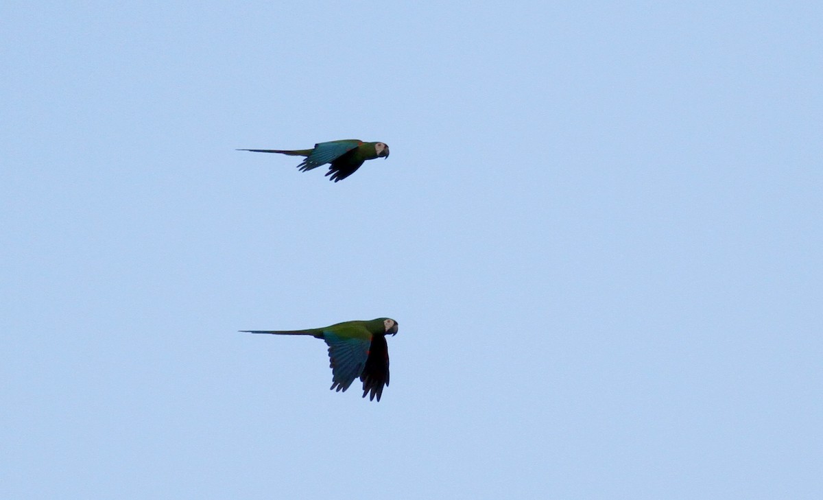 Chestnut-fronted Macaw - ML22077691
