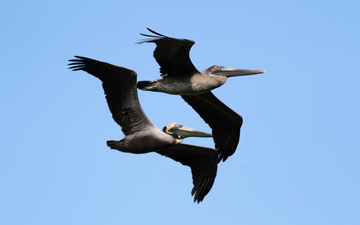 Brown Pelican - ML22077741