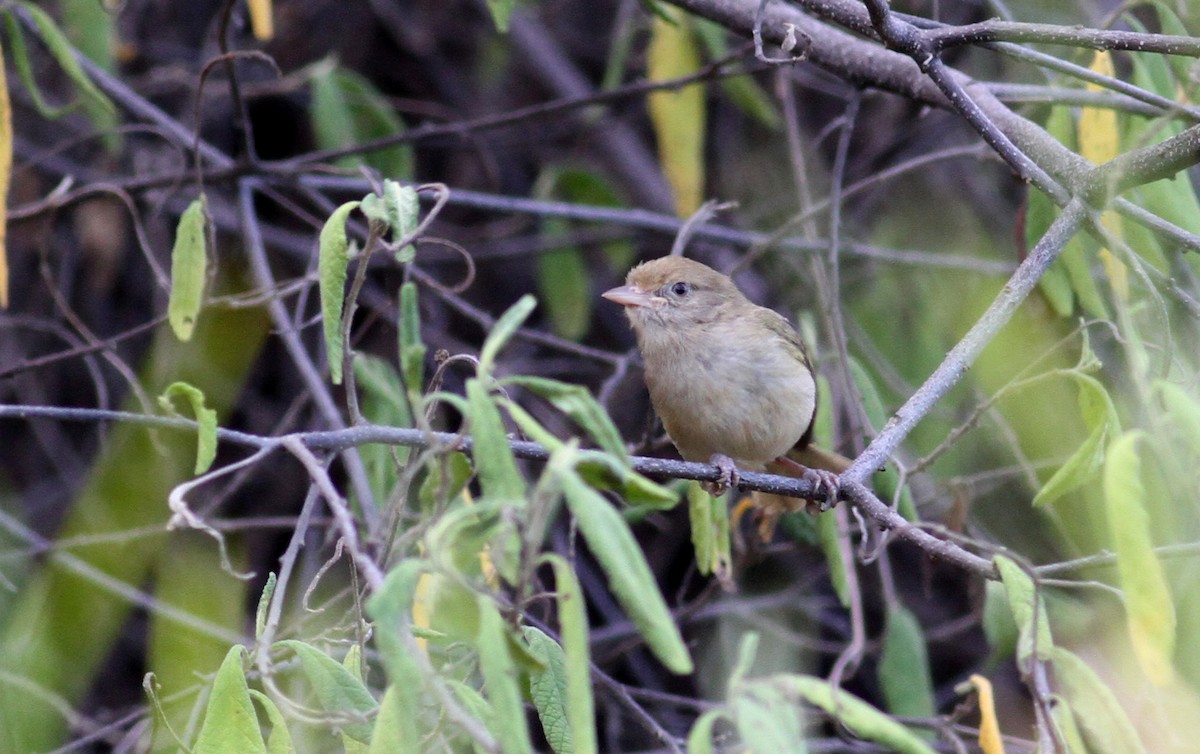 buskvireo (flavipes gr.) - ML22077761