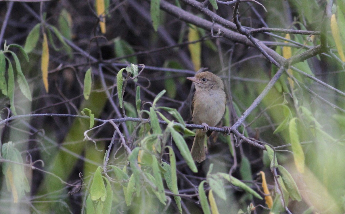 buskvireo (flavipes gr.) - ML22077771