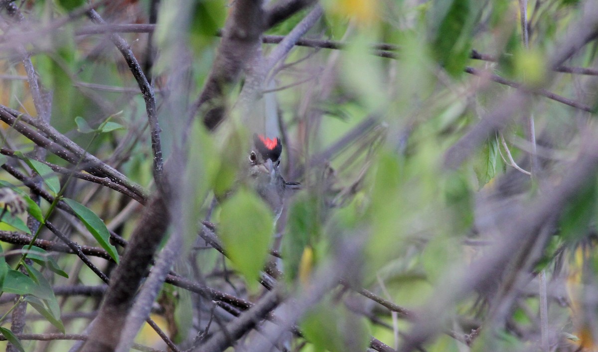 Pileated Finch - ML22077781