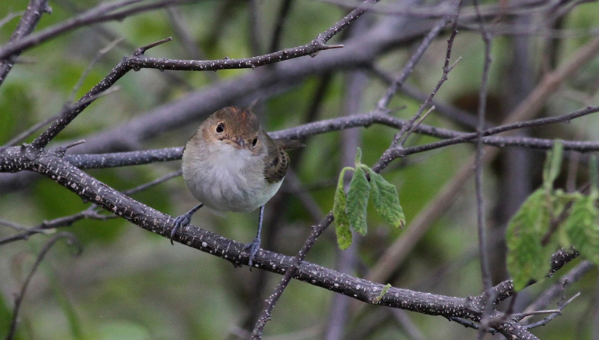 Fulvous-crowned Scrub-Tyrant - ML22077831