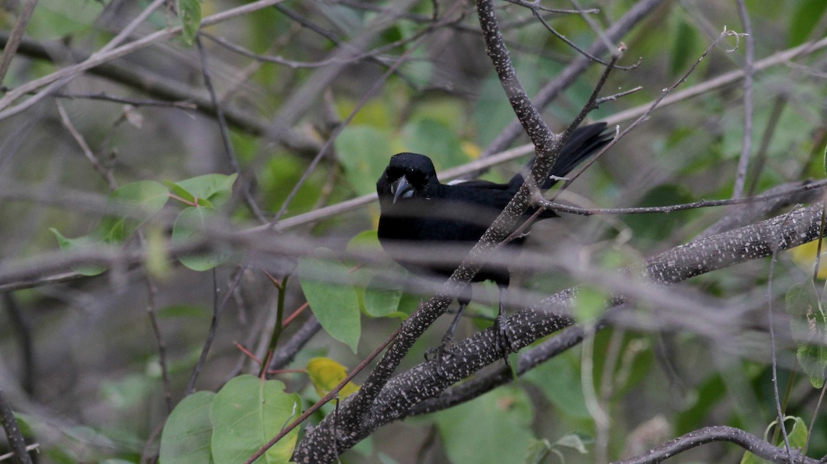 White-lined Tanager - ML22077861