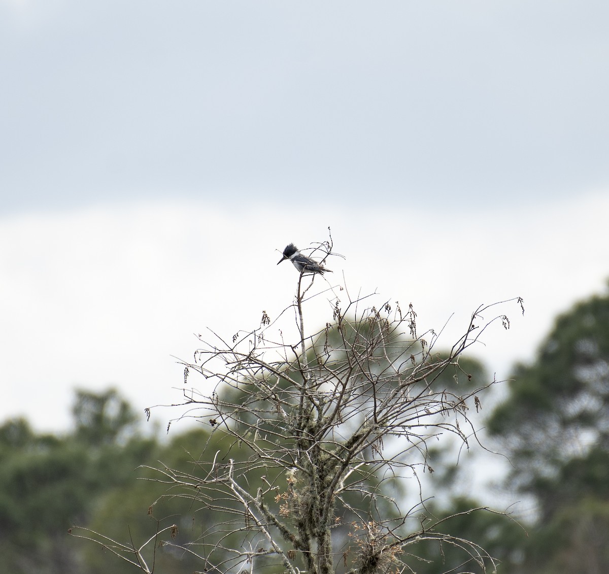 Belted Kingfisher - Neil DeMaster