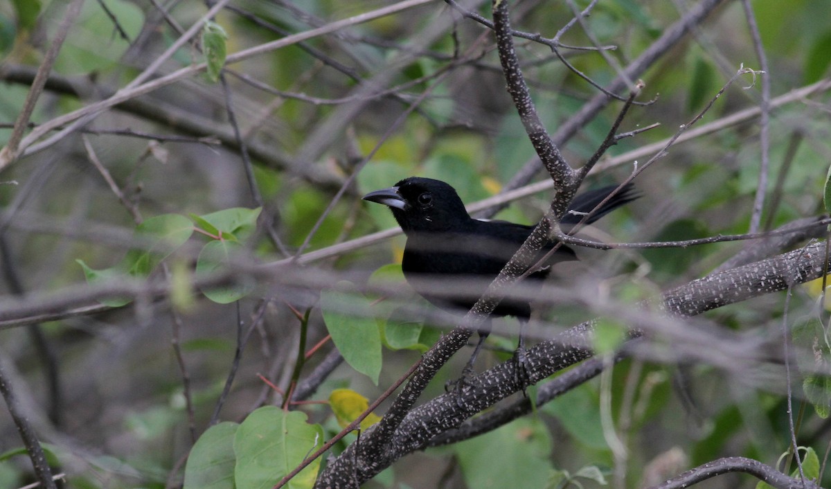 White-lined Tanager - ML22077871