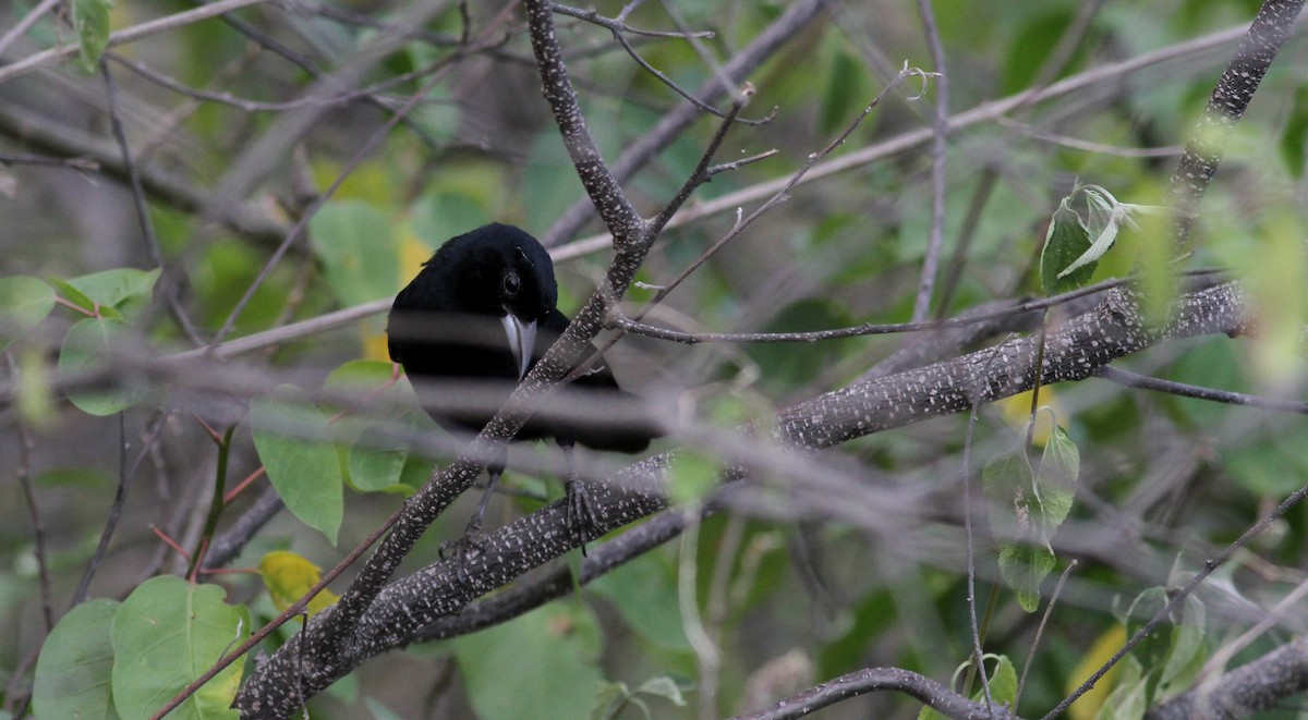 White-lined Tanager - ML22077881