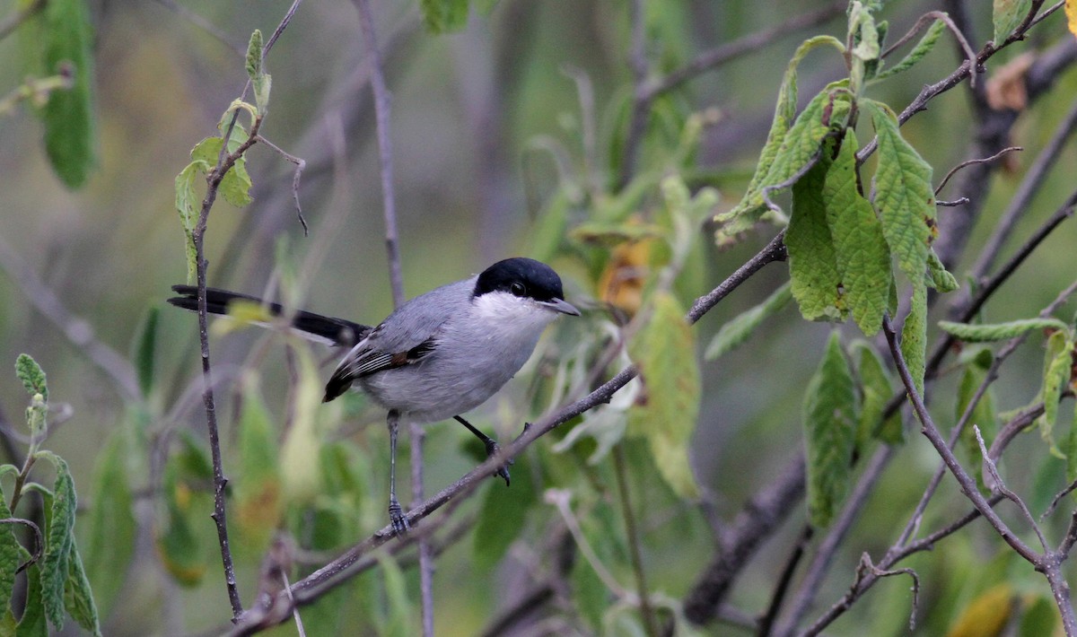 Tropical Gnatcatcher (plumbiceps/anteocularis) - ML22077891