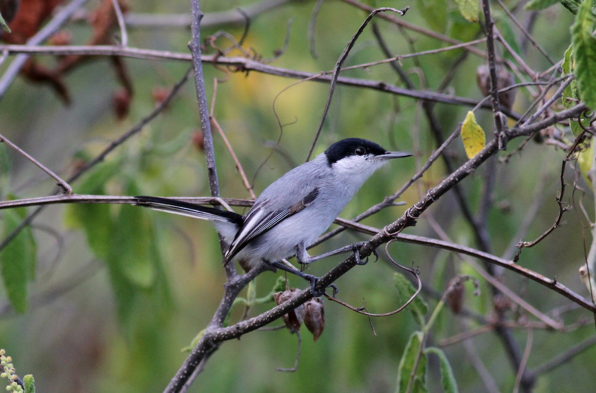 Tropical Gnatcatcher (plumbiceps/anteocularis) - ML22077901