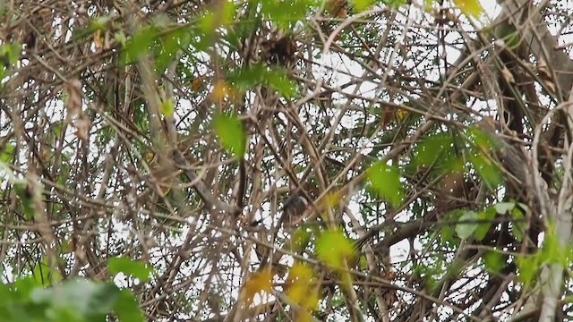 White-bearded Manakin - ML220779551