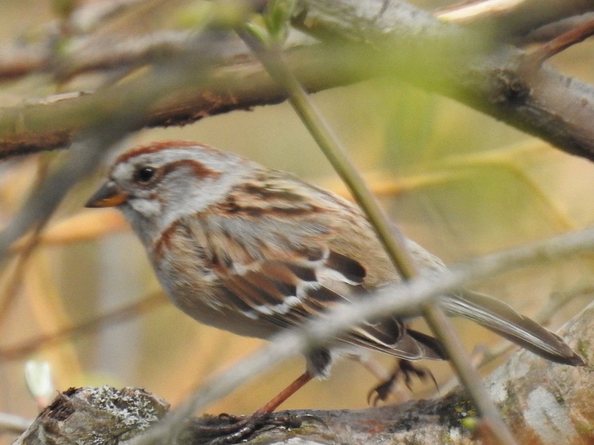 American Tree Sparrow - ML220779791