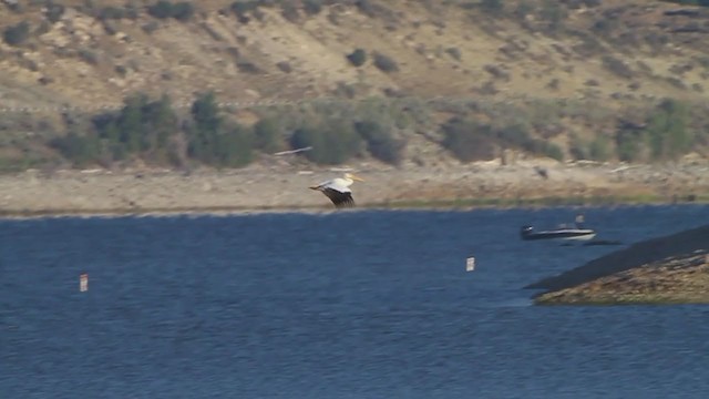 American White Pelican - ML220780531