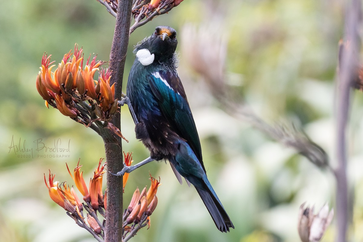 Tui - ML220781421