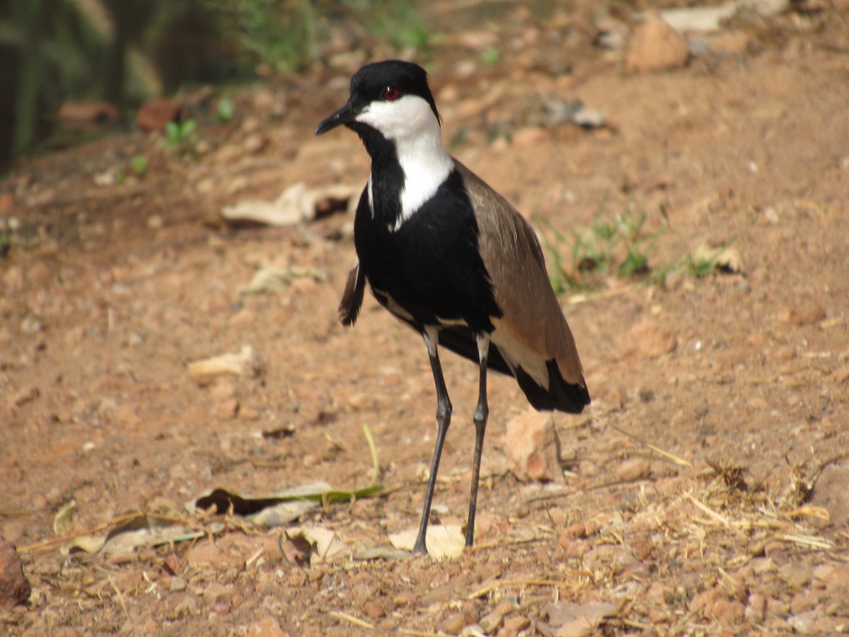 Spur-winged Lapwing - ML220782721