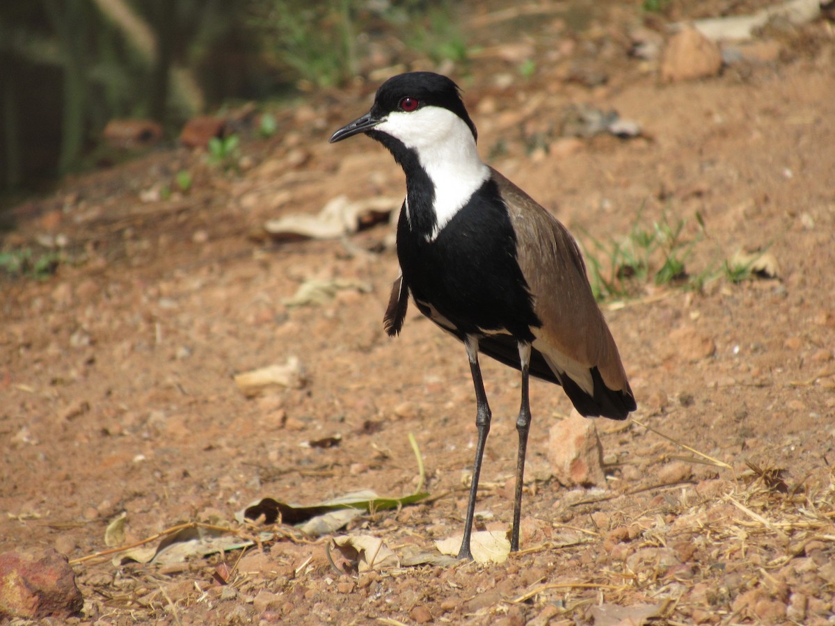 Spur-winged Lapwing - ML220782751